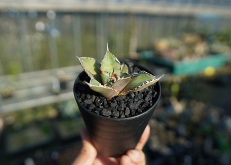 アガベ　チタノタ　FO-76 Agave titanota FO-76