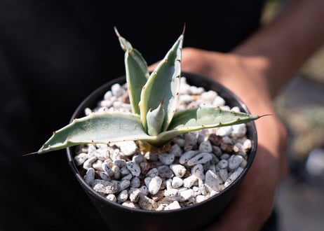Agave parrasana 'Impressionist'　カキコ