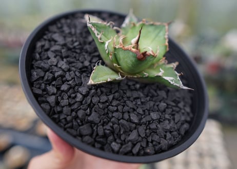 アガベ チタノタ シーザー agave titanota caesar　No.3