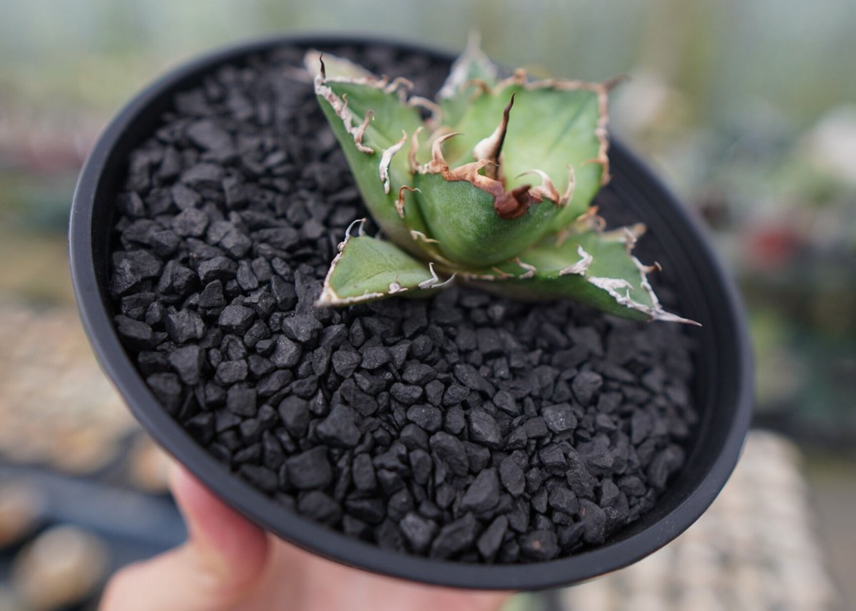 アガベ チタノタ シーザー agave titanota caesar No.3 | mana