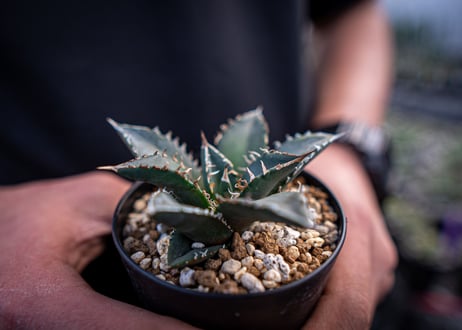 agave titanota　海王