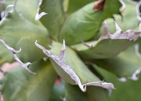 Agave titanota Xuefeng 雪峰　レア品種