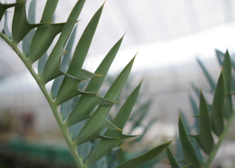 エンセファラルトス ホリダス Encephalartos horridus NO.2 |