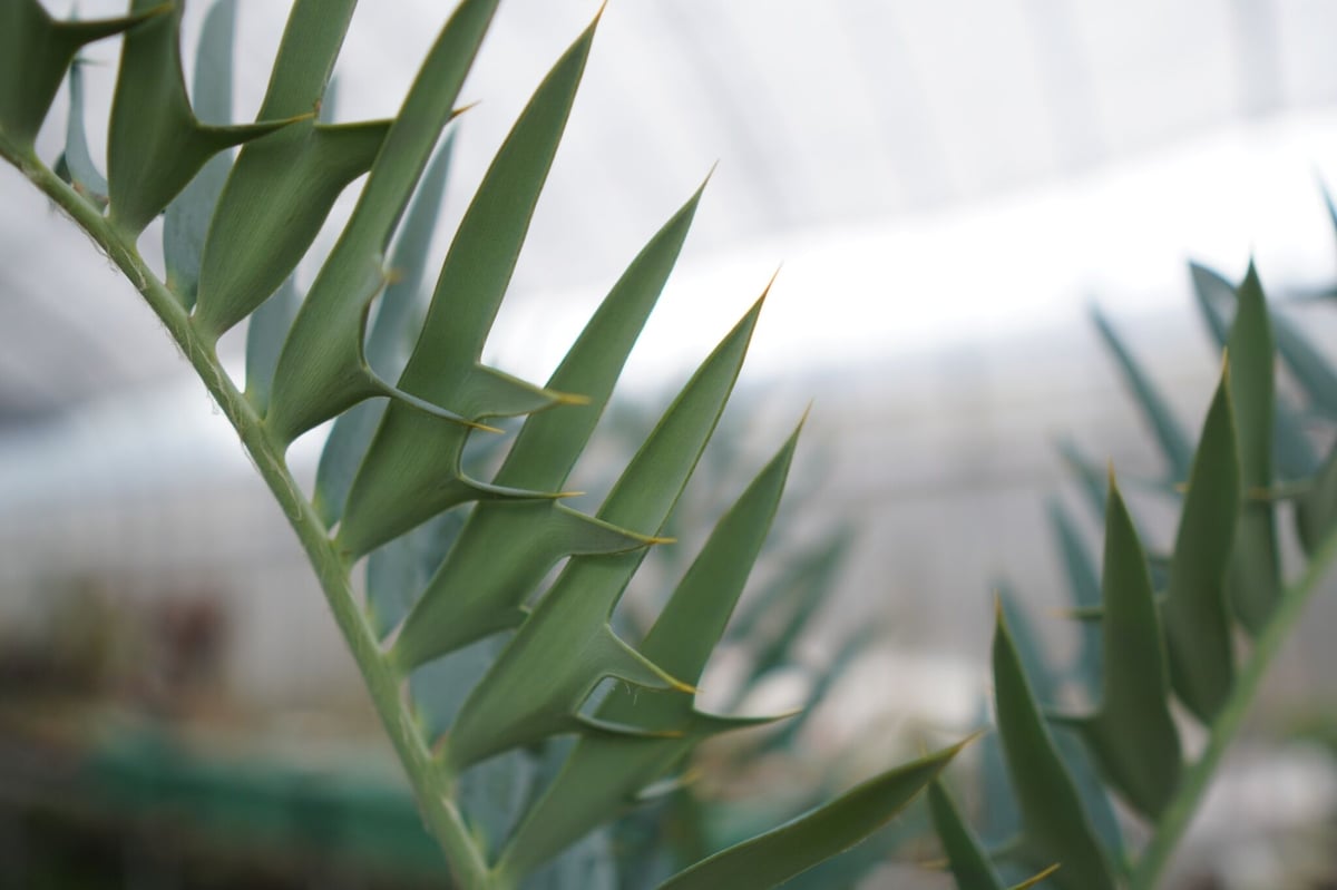 エンセファラルトス ホリダス Encephalartos horridus NO.2 |