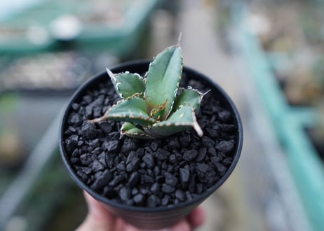 アガベ　チタノタ　FO-76　Agave titanota  FO-76　No.25