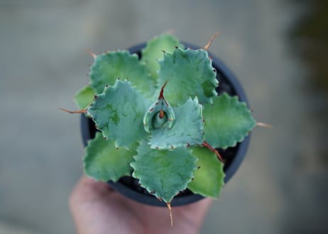 アガベ　イシスメンシス　Agave Isthmensis　No.1