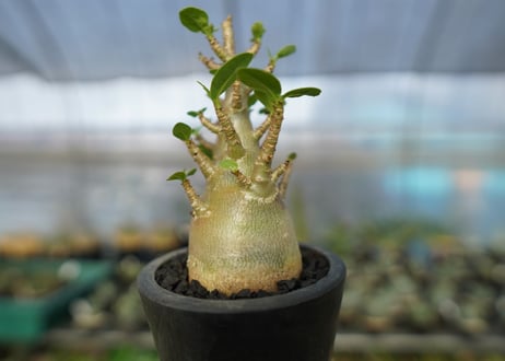 アデニウム　Adenium　No.13