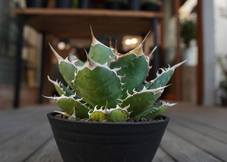 アガベ　チタノタ　FO-76　Agave titanota ”FO-76"　No.2