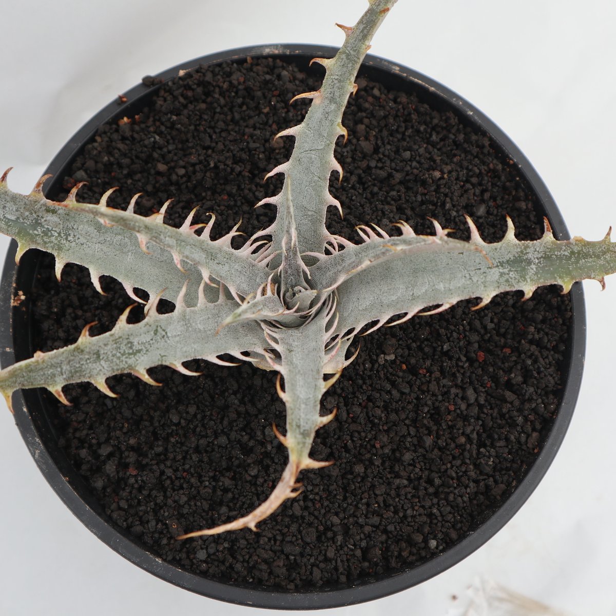 ディッキア dyckia HB Dancing Darvish HebdingiiBB F1
