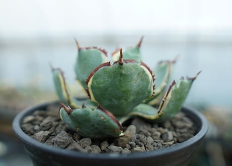 アガベ　兜蟹錦　連棘　Agave isthmensis “Kabutogani” variegata　NO.1