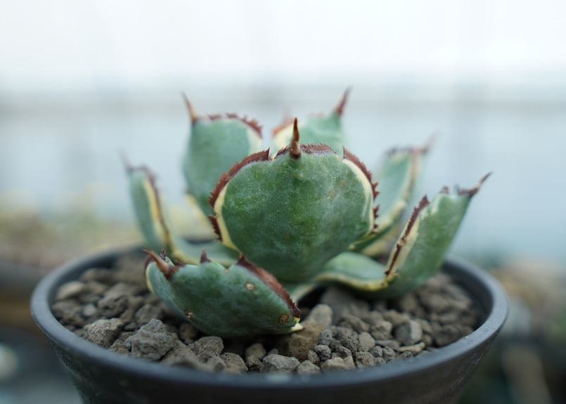 アガベ 兜蟹錦 連棘 Agave isthmensis “Kabutogani” varieg