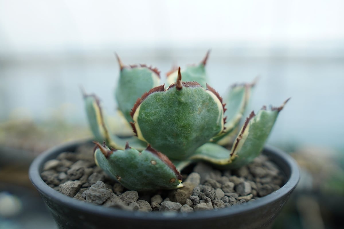 アガベ 兜蟹錦 連棘 Agave isthmensis “Kabutogani” varieg