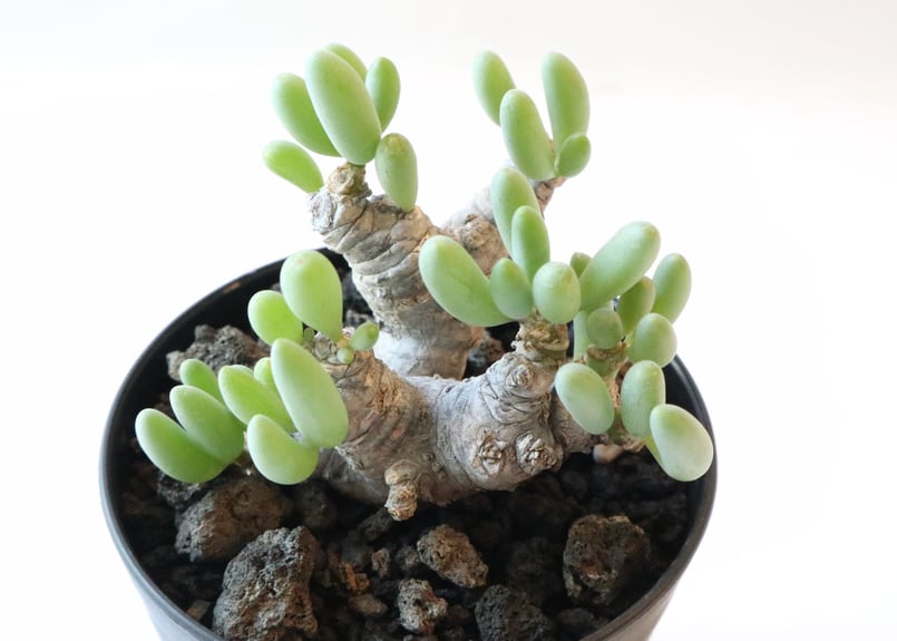 【30％OFF】 オトンナ green:塊根植物販売|マナズ mana's | クラビフォリア 塊根植物・コーデックス