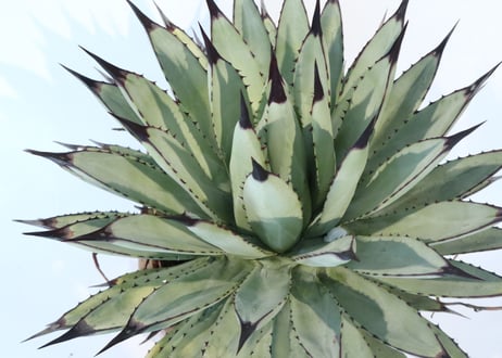 Agave macroacantha 'Icicle' BLUE FORM