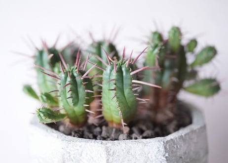 Euphorbia Ferox