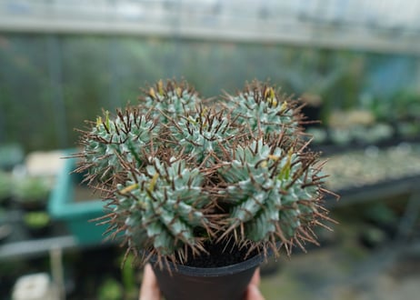 ユーフォルビア　ホリダ　Euphorbia horrida  No.1