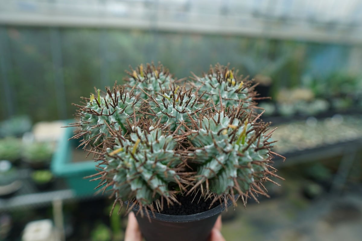 ユーフォルビアホリダ 白衣強棘ホリダ】 Euphorbia horrida ユーフォルビア ホリダ