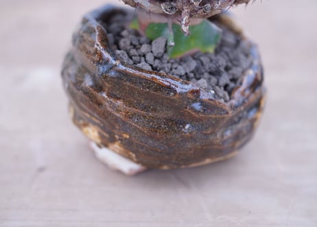 ユーフォルビア　アエルギノーサ　Euphorbia 　aeruginosa