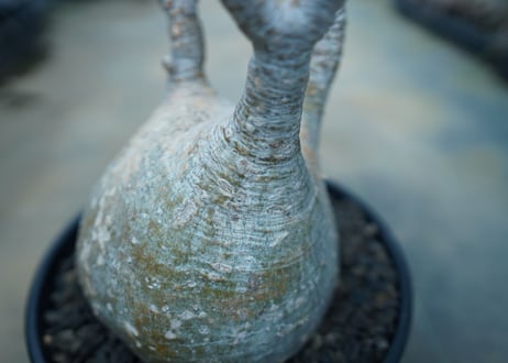 パキポディウム　グラキリス　 Pachypodium Gracilius  No.10