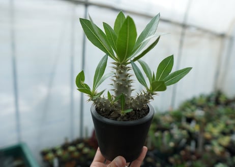 パキポディウム　ホロンベンセ　Pachypodium horombense  No.13