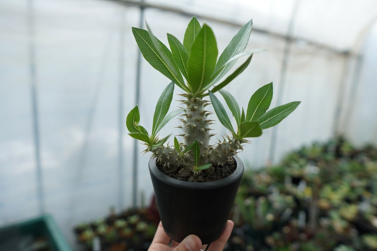 パキポディウム ホロンベンセ Pachypodium horombense No.13 |
