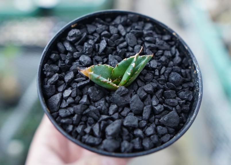 アガベ チタノタ FO-76 Agave titanota FO-76 No.21 | ma