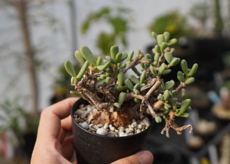 Ceraria pygmaea ケラリア ピグマエア　C NO.5