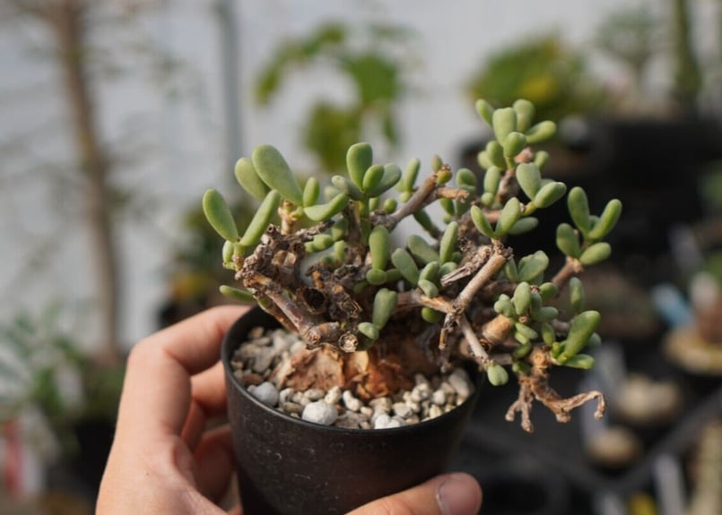 Ceraria pygmaea ケラリア ピグマエア C NO.5 | mana's farm