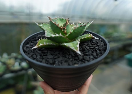 アガベ　チタノタ 　Agave titanota　No.6