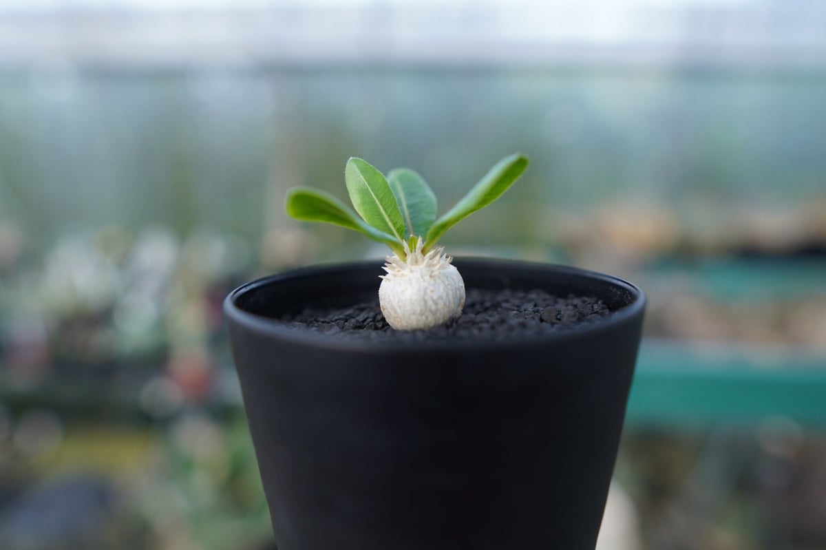 パキポディウム 恵比寿笑い Pachypodium brevicaule No.3 | man
