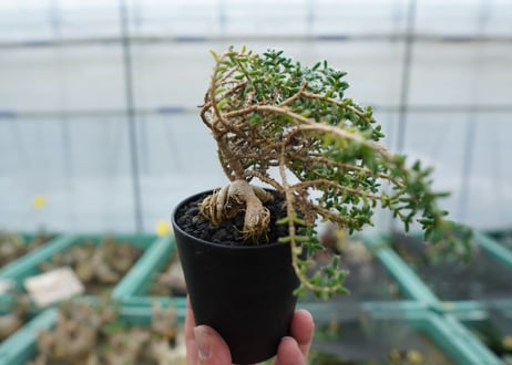 姫紅小松　Trichodiadema bulbosum  No.2