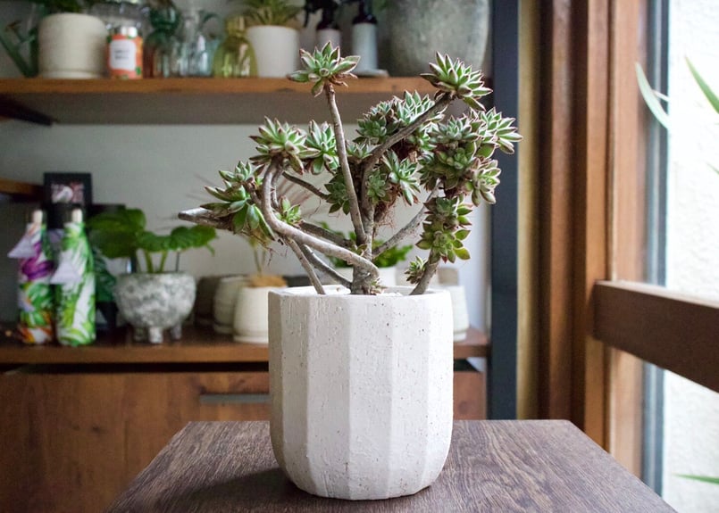 まずはここから始めてみよう＊初心者多肉3点SET | mana's farm:塊根