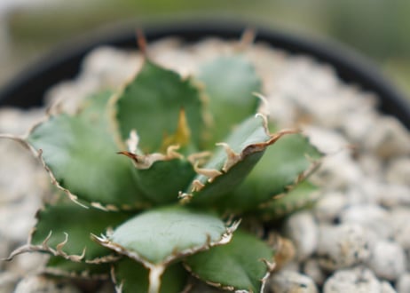 agave　titanota　フィリグリー　№1