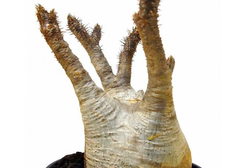 パキポディウム  グラキリス　 Pachypodium Gracilius №４