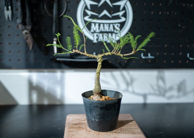 【超希少株】 オペルクリカリア ヒファエノイデス 斑入り ラス1 超希少株】 オペルクリカリア ヒファエノイデス 斑入り ラス1