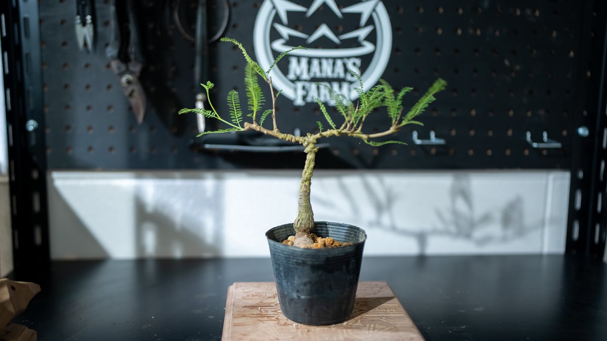 オペルクリカリア ヒファエノイデス | mana's farm:塊根植物・アガベ