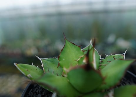 アガベ　チタノタ　Agave titanota　No.4