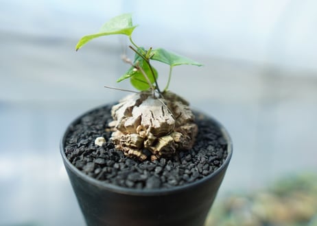 亀甲竜　Dioscorea elephantipes　No.1