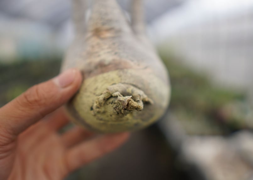 中型 塊根植物　パキポディウムグラキリス抜根 パキポディウム・グラキリス 抜き苗 〈42〉 | mana's farm:塊根植物