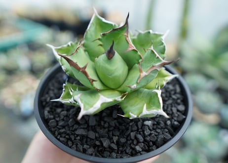 アガベ　チタノタ　姫厳竜　Agave titanota dwarf　No.1