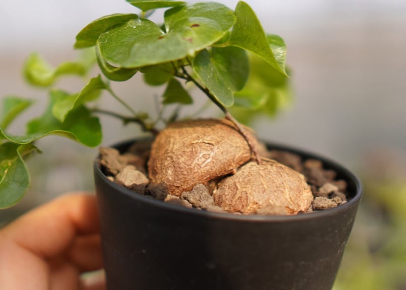 マナズファーム産】亀甲竜 | mana's farm:塊根植物・アガベ・ドライ