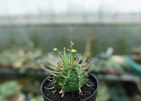 ユーフォルビア　バリダ　Euphorbia valida　No.6
