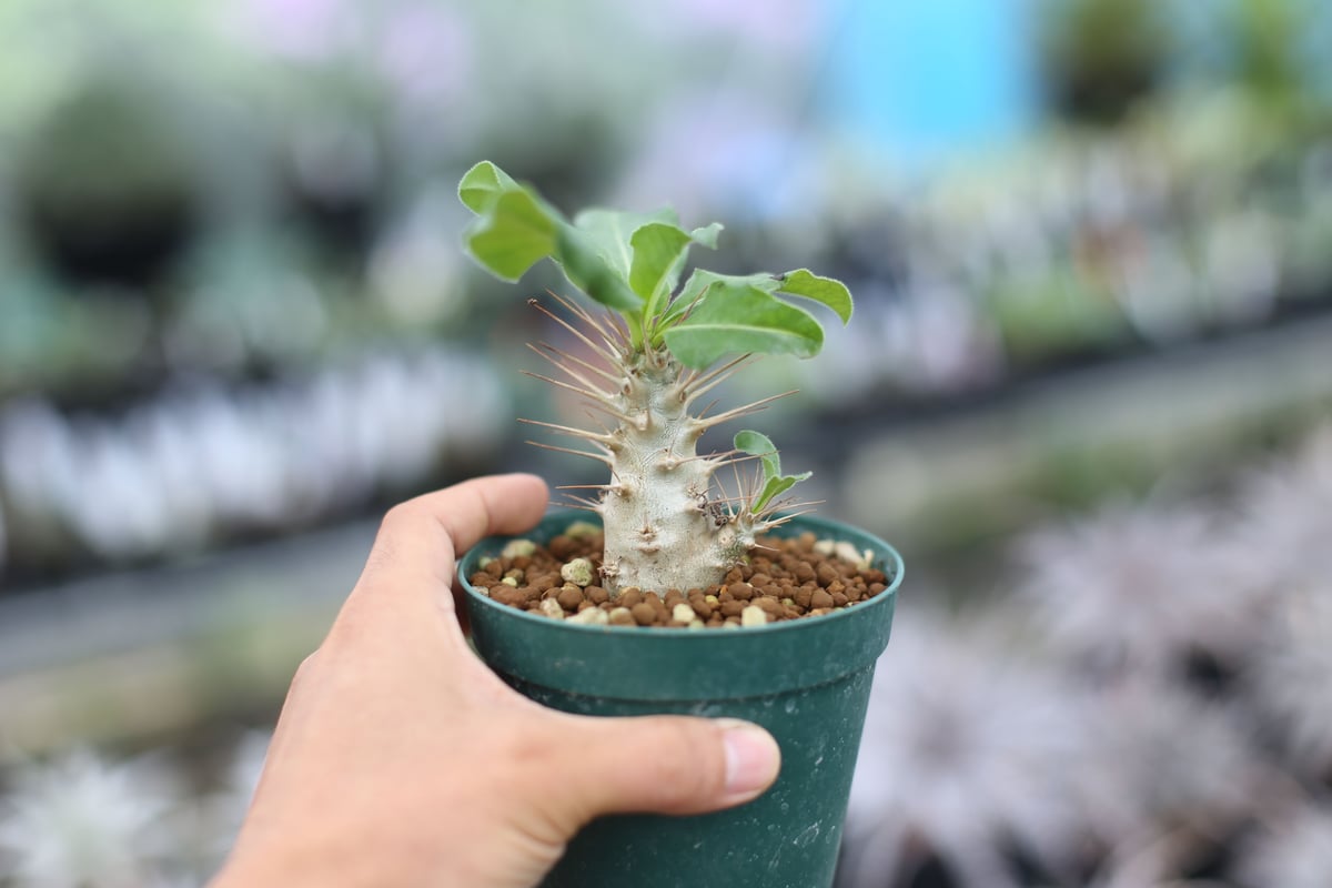 【特大サイズ】パキポディウム ミケア 国内実生 塊根植物 サボテン fit=scale-down,w=1200