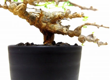 Commiphora sp. 'Eyl' コミフォラ エイル　№2