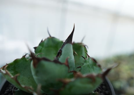 アガベ　チタノタ　 ブラックアンドブルー 　Agave titanota black and blue　NO.6