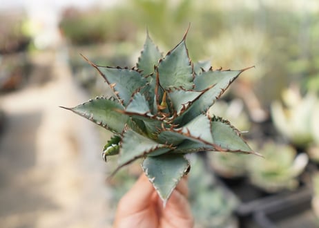 agave　oteroi　oaxaca　NO.10