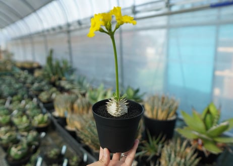 パキポディウム　恵比寿大黒　Pachypodium Densicaule　No.1