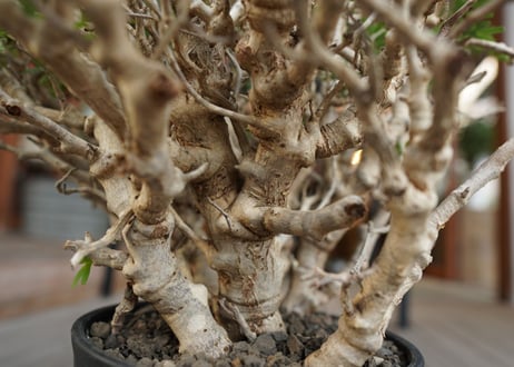 センナ　メリディオナリス　Senna meridionalis　No.3