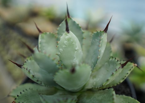 アガベ　マクロアカンサ×ポタトラム　 Agave macroacantha×potatorum  No.2