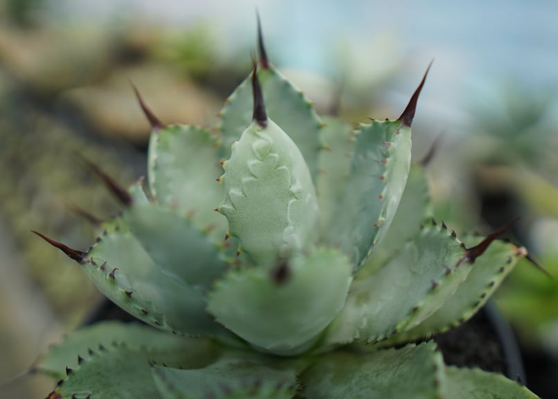 アガベ マクロアカンサ×ポタトラム Agave macroacantha×potatorum